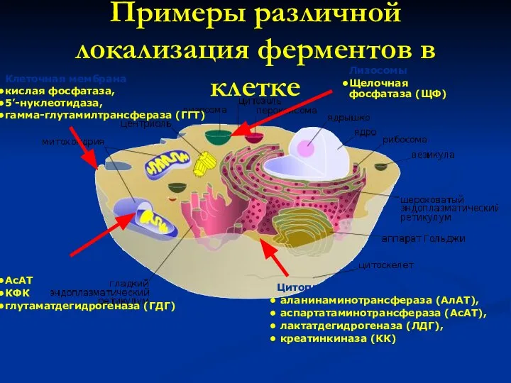 Примеры различной локализация ферментов в клетке Клеточная мембрана кислая фосфатаза, 5’-нуклеотидаза,