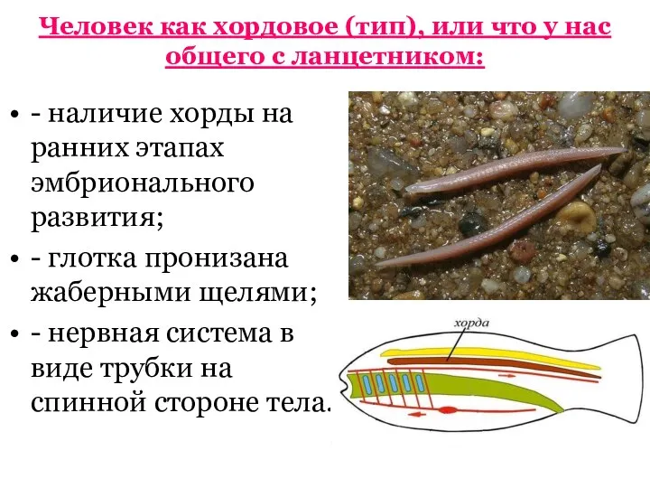 Человек как хордовое (тип), или что у нас общего с ланцетником: