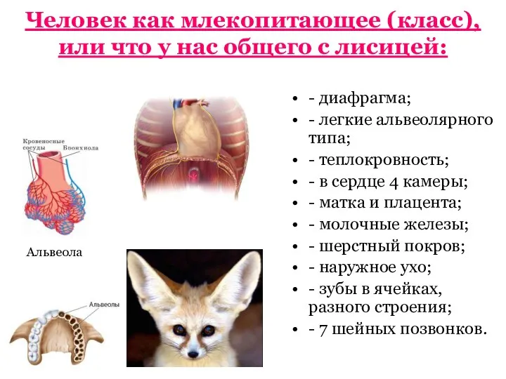 Человек как млекопитающее (класс), или что у нас общего с лисицей: