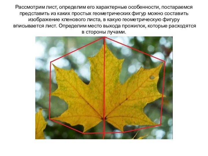 Рассмотрим лист, определим его характерные особенности, постараемся представить из каких простых