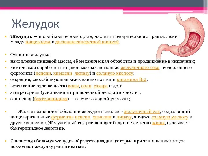 Желудок Желудок — полый мышечный орган, часть пищеварительного тракта, лежит между