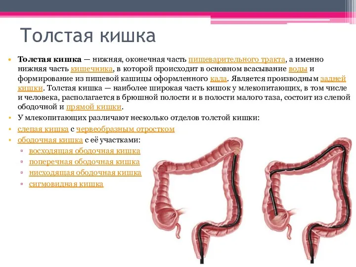 Толстая кишка Толстая кишка — нижняя, оконечная часть пищеварительного тракта, а