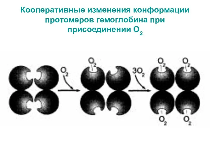 Кооперативные изменения конформации протомеров гемоглобина при присоединении О2