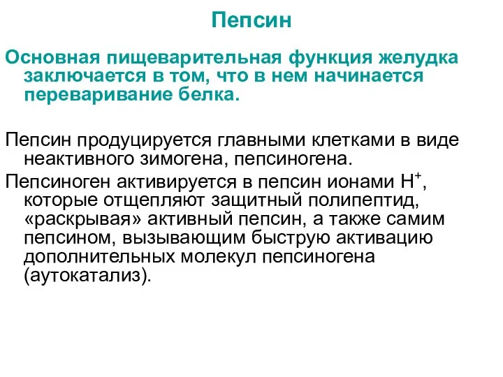 Пепсин Основная пищеварительная функция желудка заключается в том, что в нем