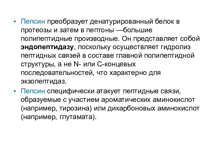 Пепсин преобразует денатурированный белок в протеозы и затем в пептоны —большие