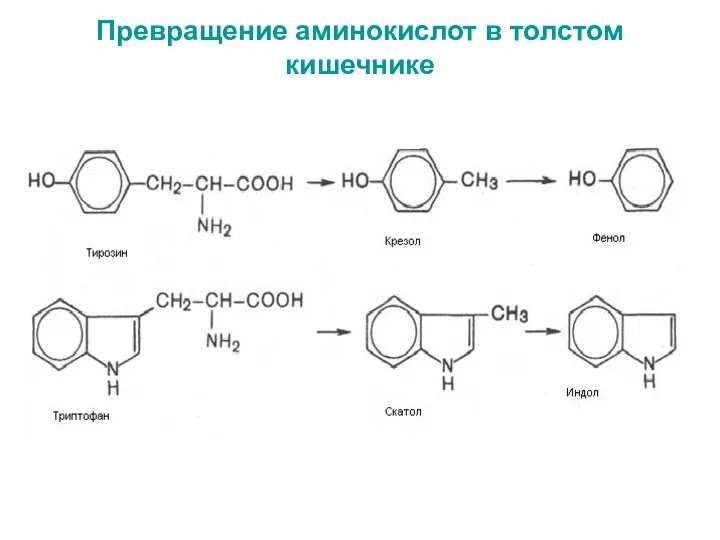 Превращение аминокислот в толстом кишечнике