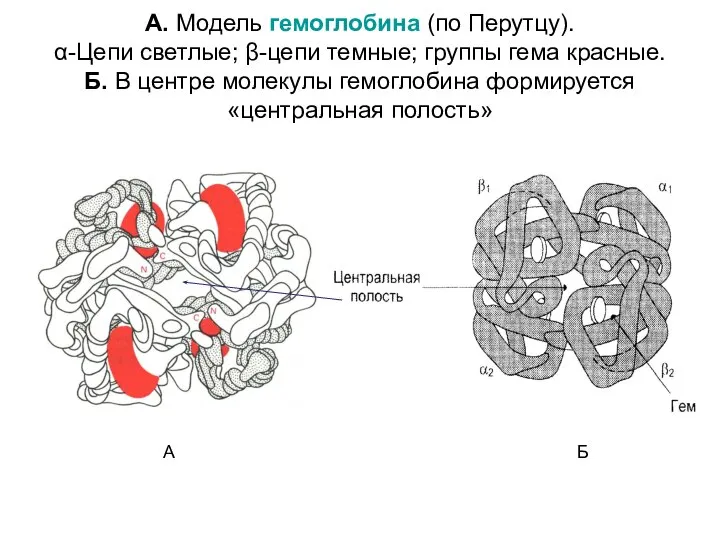 А. Модель гемоглобина (по Перутцу). α-Цепи светлые; β-цепи темные; группы гема