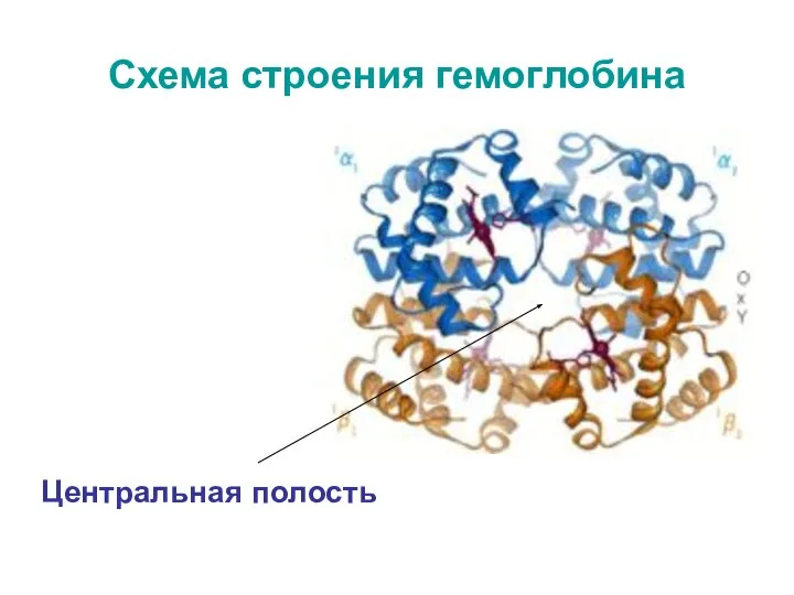 Схема строения гемоглобина Центральная полость