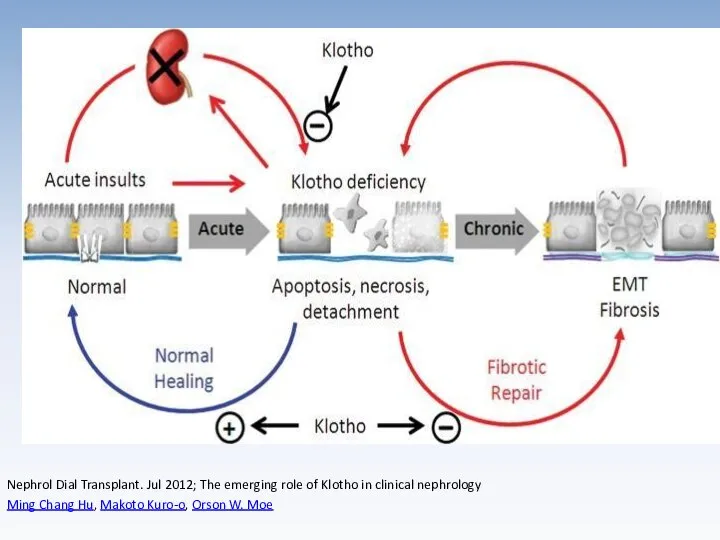 Nephrol Dial Transplant. Jul 2012; The emerging role of Klotho in