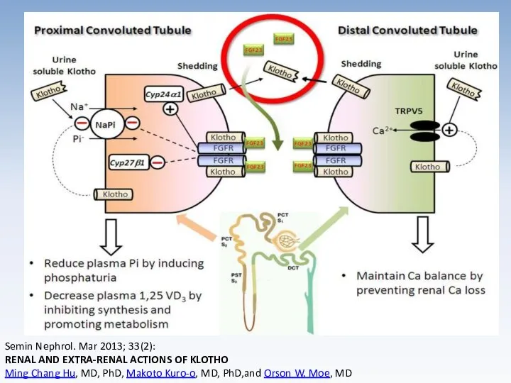 Semin Nephrol. Mar 2013; 33(2): RENAL AND EXTRA-RENAL ACTIONS OF KLOTHO