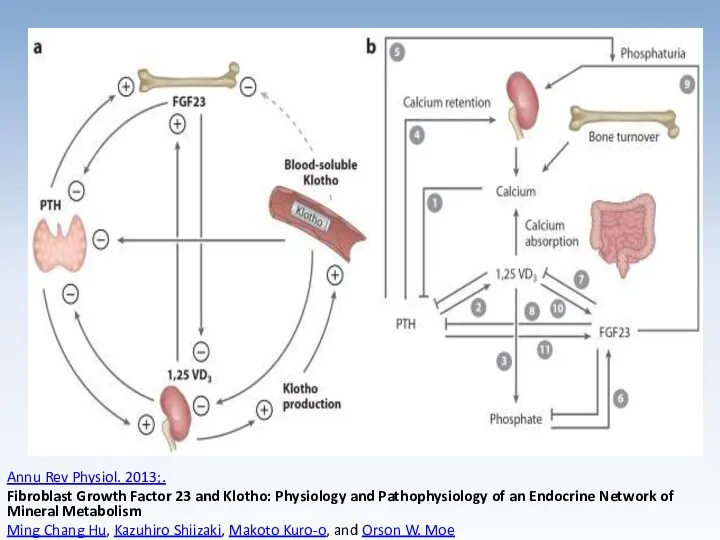 Annu Rev Physiol. 2013;. Fibroblast Growth Factor 23 and Klotho: Physiology