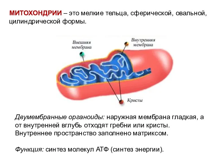 МИТОХОНДРИИ – это мелкие тельца, сферической, овальной, цилиндрической формы. Двумембранные органоиды: