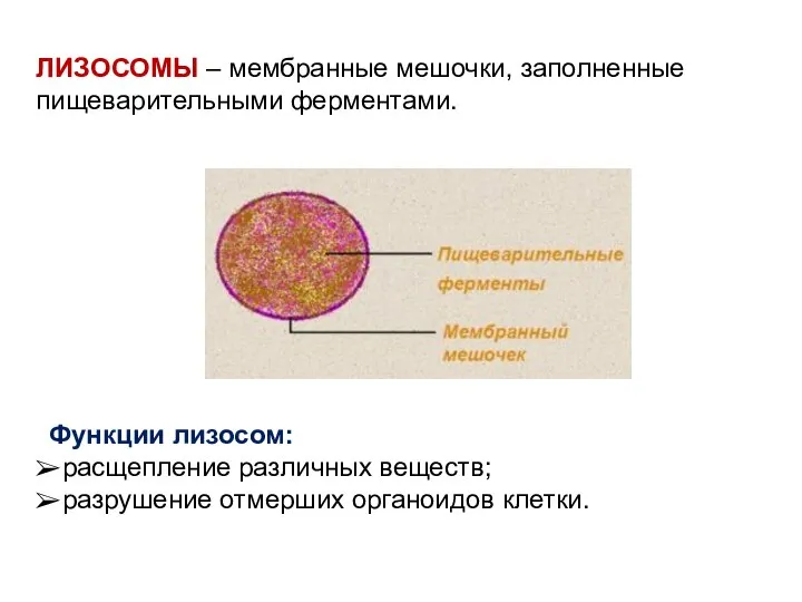 ЛИЗОСОМЫ – мембранные мешочки, заполненные пищеварительными ферментами. Функции лизосом: расщепление различных веществ; разрушение отмерших органоидов клетки.