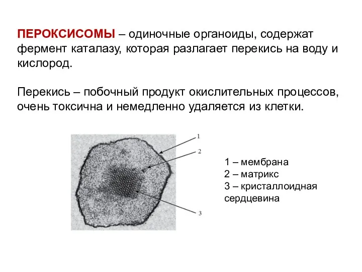 ПЕРОКСИСОМЫ – одиночные органоиды, содержат фермент каталазу, которая разлагает перекись на