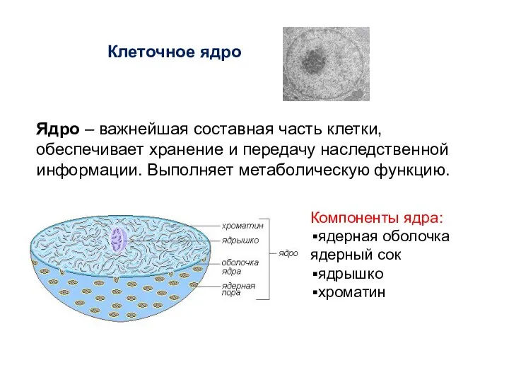 Клеточное ядро Ядро – важнейшая составная часть клетки, обеспечивает хранение и