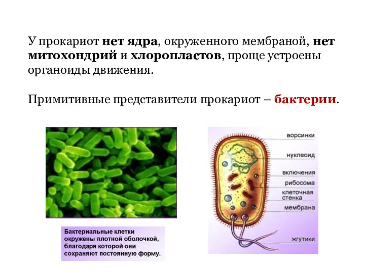 У прокариот нет ядра, окруженного мембраной, нет митохондрий и хлоропластов, проще