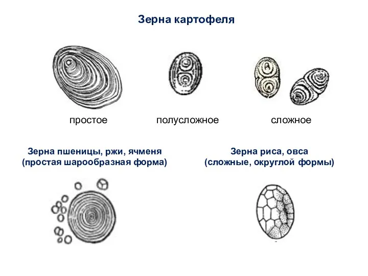 Зерна картофеля простое полусложное сложное Зерна пшеницы, ржи, ячменя (простая шарообразная