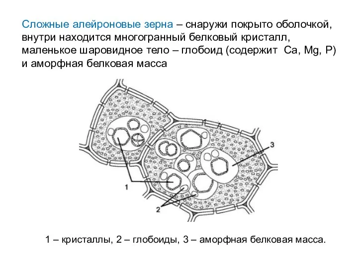 Сложные алейроновые зерна – снаружи покрыто оболочкой, внутри находится многогранный белковый