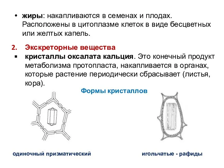 жиры: накапливаются в семенах и плодах. Расположены в цитоплазме клеток в