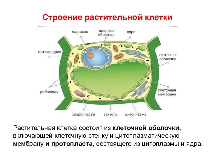 Строение растительной клетки Растительная клетка состоит из клеточной оболочки, включающей клеточную