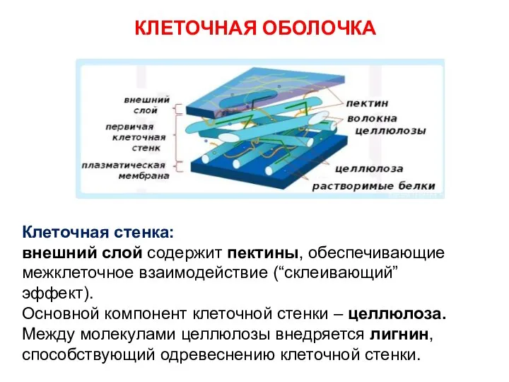 КЛЕТОЧНАЯ ОБОЛОЧКА Клеточная стенка: внешний слой содержит пектины, обеспечивающие межклеточное взаимодействие