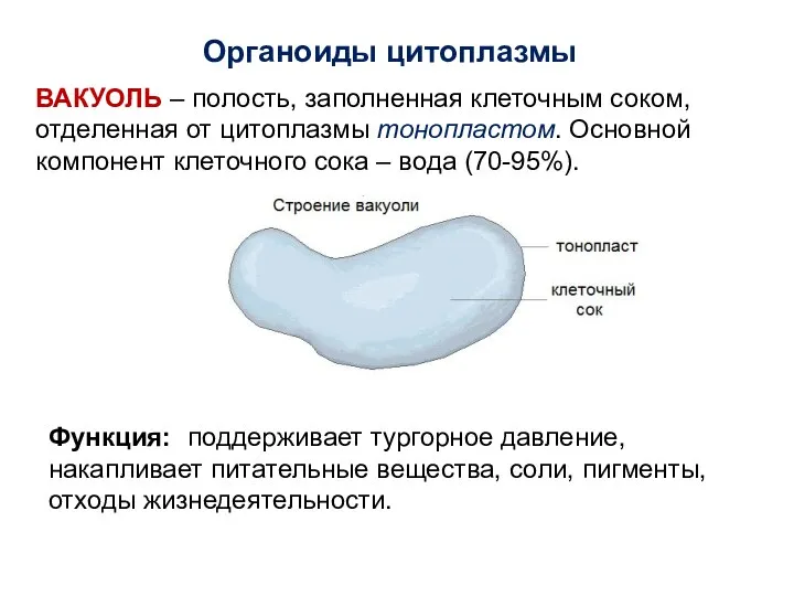 Органоиды цитоплазмы ВАКУОЛЬ – полость, заполненная клеточным соком, отделенная от цитоплазмы