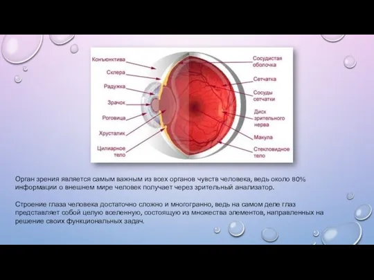 Орган зрения является самым важным из всех органов чувств человека, ведь