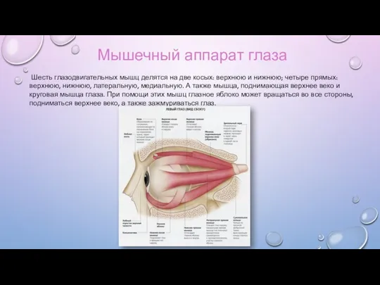 Мышечный аппарат глаза Шесть глазодвигательных мышц делятся на две косых: верхнюю