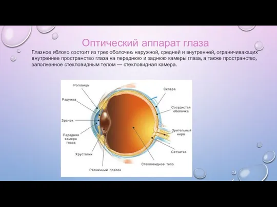 Оптический аппарат глаза Глазное яблоко состоит из трех оболочек: наружной, средней