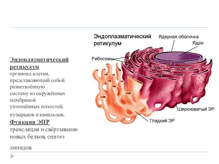 Эндоплазматический ретикулум органоид клетки, представляющий собой разветвлённую систему из окружённых мембраной