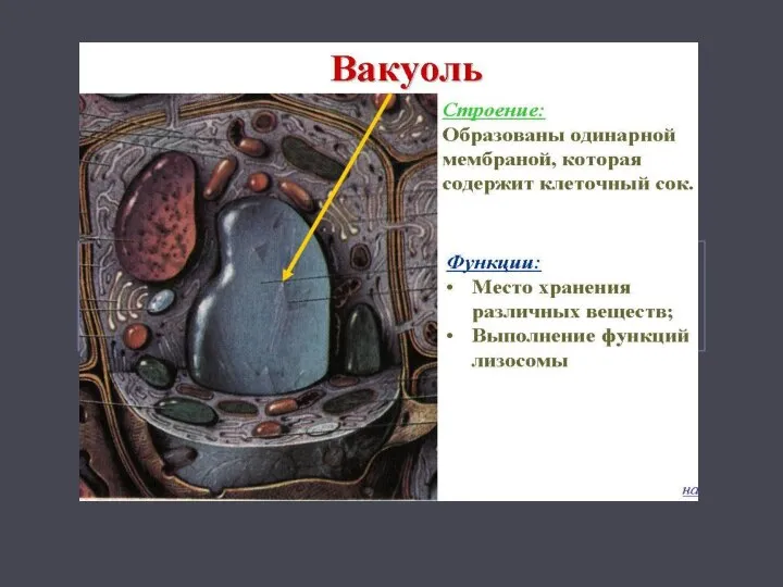 Одномембранные органоиды