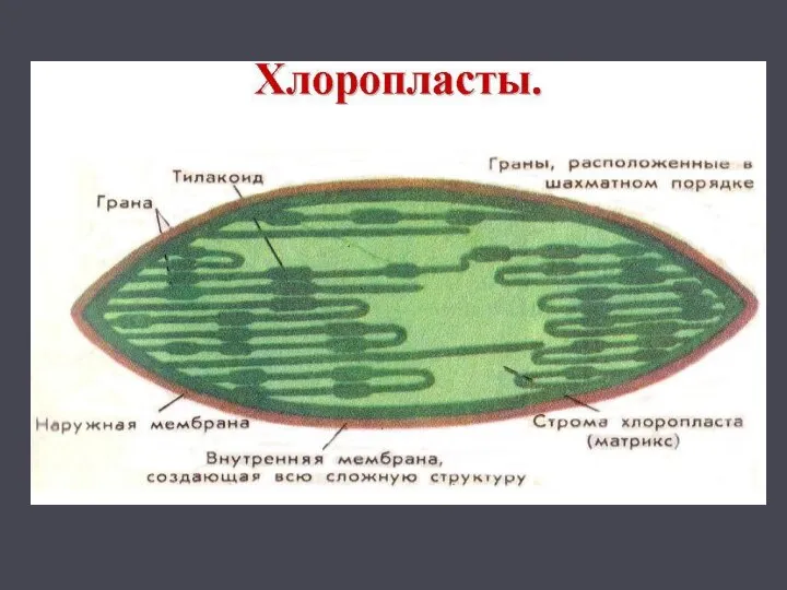 Двумембранные органоиды