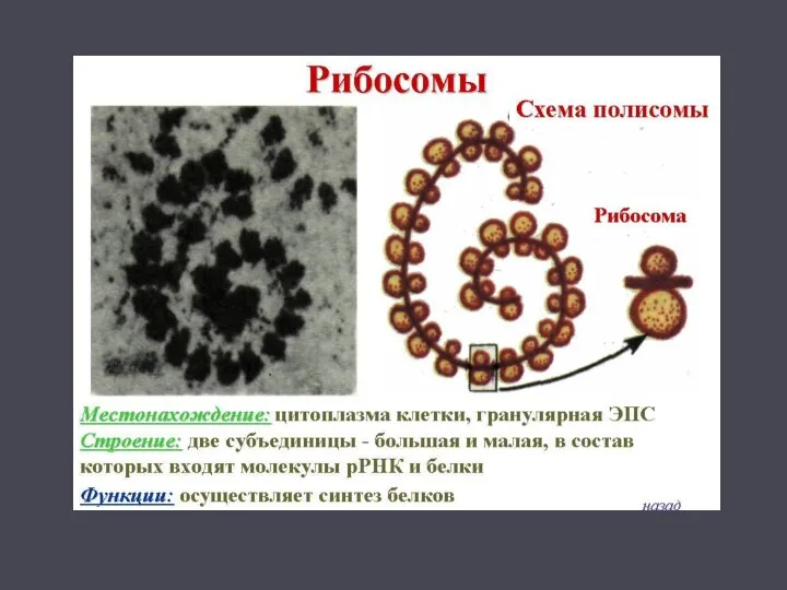 Немембранные органоиды