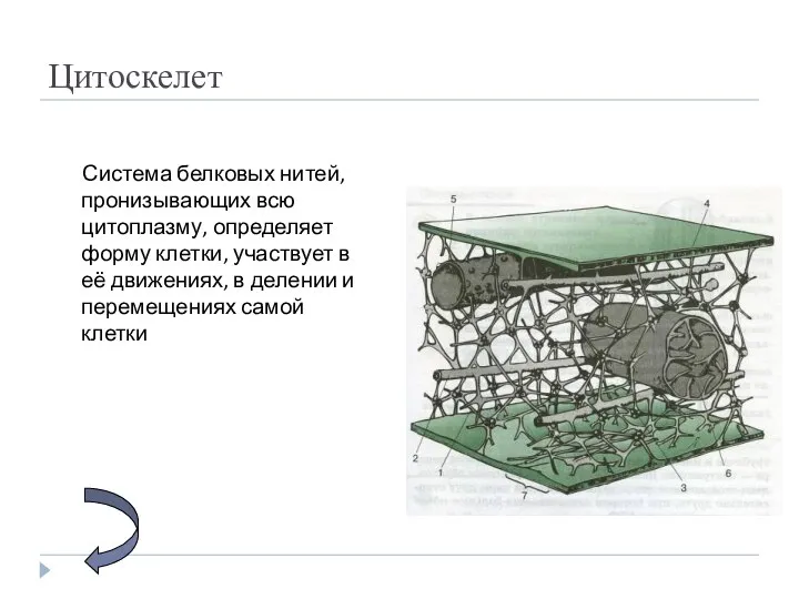 Цитоскелет Система белковых нитей, пронизывающих всю цитоплазму, определяет форму клетки, участвует