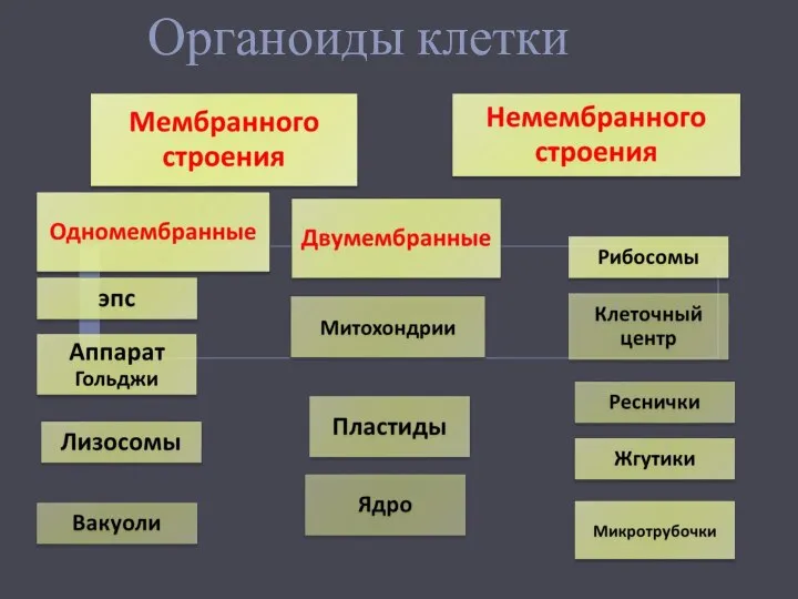 Органоиды клетки