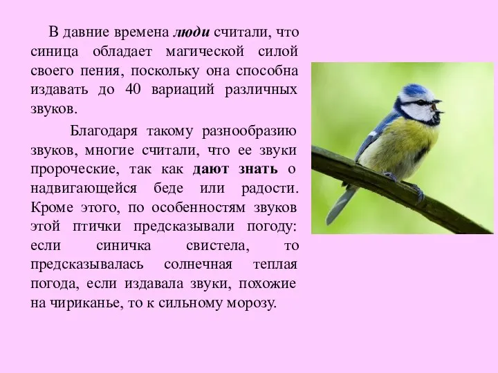 В давние времена люди считали, что синица обладает магической силой своего