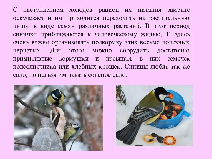 С наступлением холодов рацион их питания заметно оскудевает и им приходится