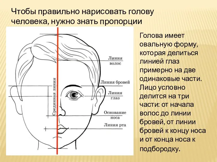 Чтобы правильно нарисовать голову человека, нужно знать пропорции Голова имеет овальную