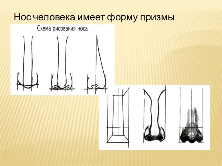 Нос человека имеет форму призмы