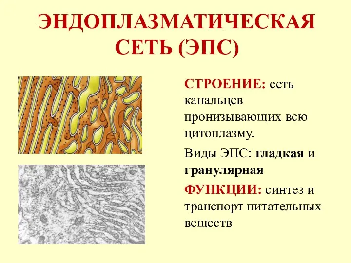 ЭНДОПЛАЗМАТИЧЕСКАЯ СЕТЬ (ЭПС) СТРОЕНИЕ: сеть канальцев пронизывающих всю цитоплазму. Виды ЭПС: