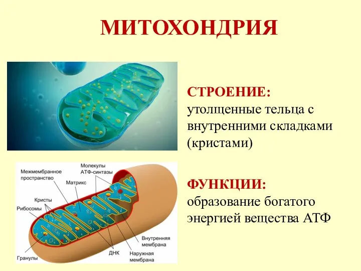 МИТОХОНДРИЯ СТРОЕНИЕ: утолщенные тельца с внутренними складками (кристами) ФУНКЦИИ: образование богатого энергией вещества АТФ