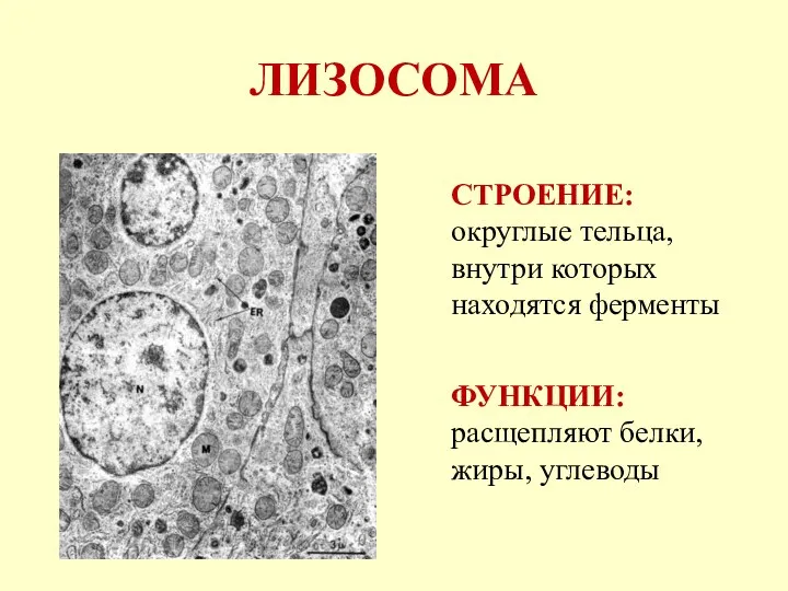 ЛИЗОСОМА СТРОЕНИЕ: округлые тельца, внутри которых находятся ферменты ФУНКЦИИ: расщепляют белки, жиры, углеводы