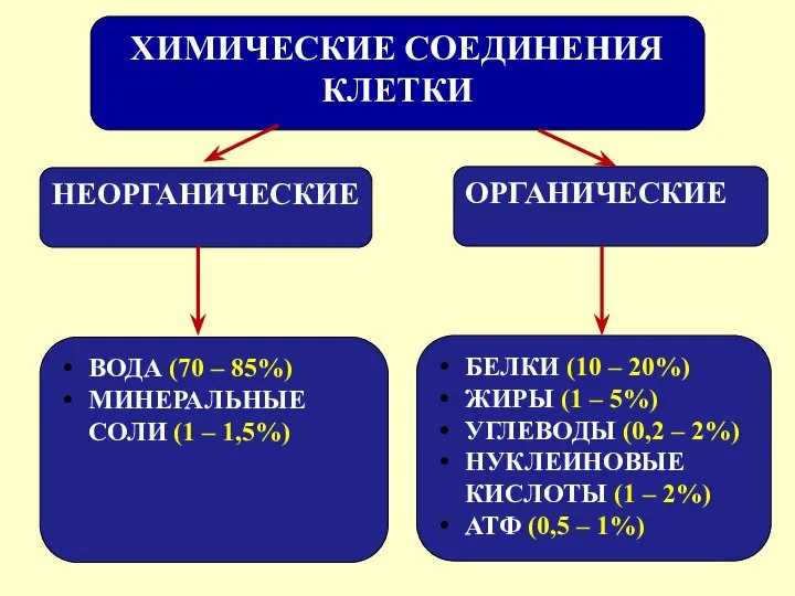 ХИМИЧЕСКИЕ СОЕДИНЕНИЯ КЛЕТКИ БЕЛКИ (10 – 20%) ЖИРЫ (1 – 5%)