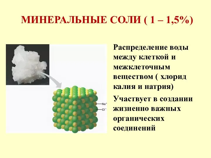 МИНЕРАЛЬНЫЕ СОЛИ ( 1 – 1,5%) Распределение воды между клеткой и