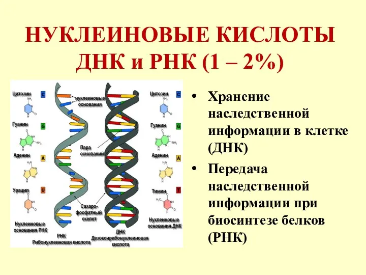 НУКЛЕИНОВЫЕ КИСЛОТЫ ДНК и РНК (1 – 2%) Хранение наследственной информации