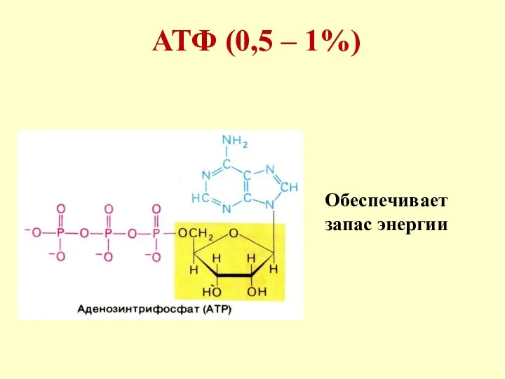 АТФ (0,5 – 1%) Обеспечивает запас энергии