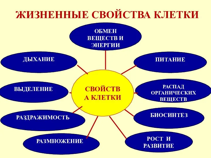 ЖИЗНЕННЫЕ СВОЙСТВА КЛЕТКИ СВОЙСТВА КЛЕТКИ БИОСИНТЕЗ РАЗМНОЖЕНИЕ ПИТАНИЕ ДЫХАНИЕ ОБМЕН ВЕЩЕСТВ