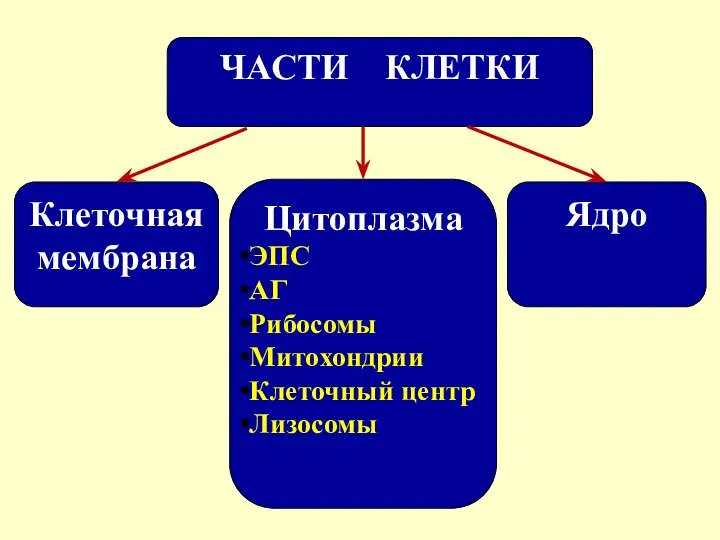 ЧАСТИ КЛЕТКИ Клеточная мембрана Цитоплазма ЭПС АГ Рибосомы Митохондрии Клеточный центр Лизосомы Ядро