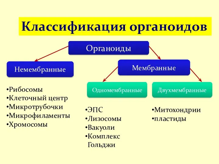 Классификация органоидов Органоиды Немембранные Мембранные Одномембранные Двухмембранные Рибосомы Клеточный центр Микротрубочки