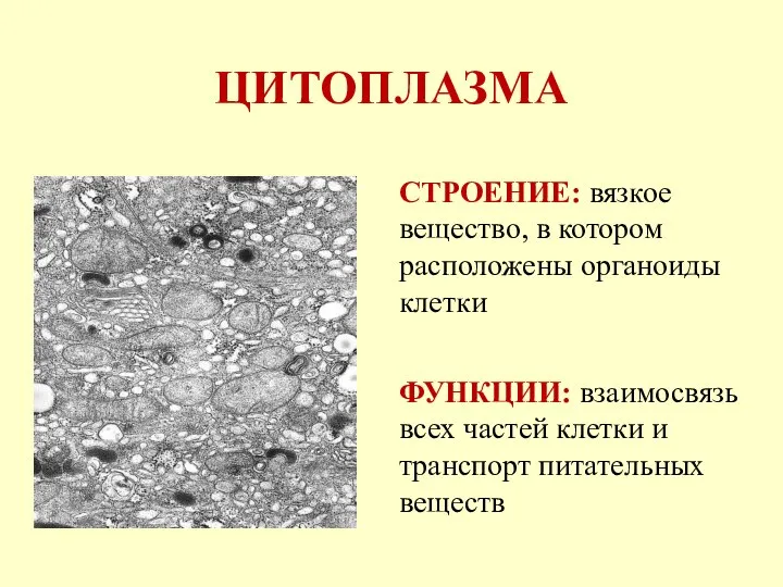 ЦИТОПЛАЗМА СТРОЕНИЕ: вязкое вещество, в котором расположены органоиды клетки ФУНКЦИИ: взаимосвязь